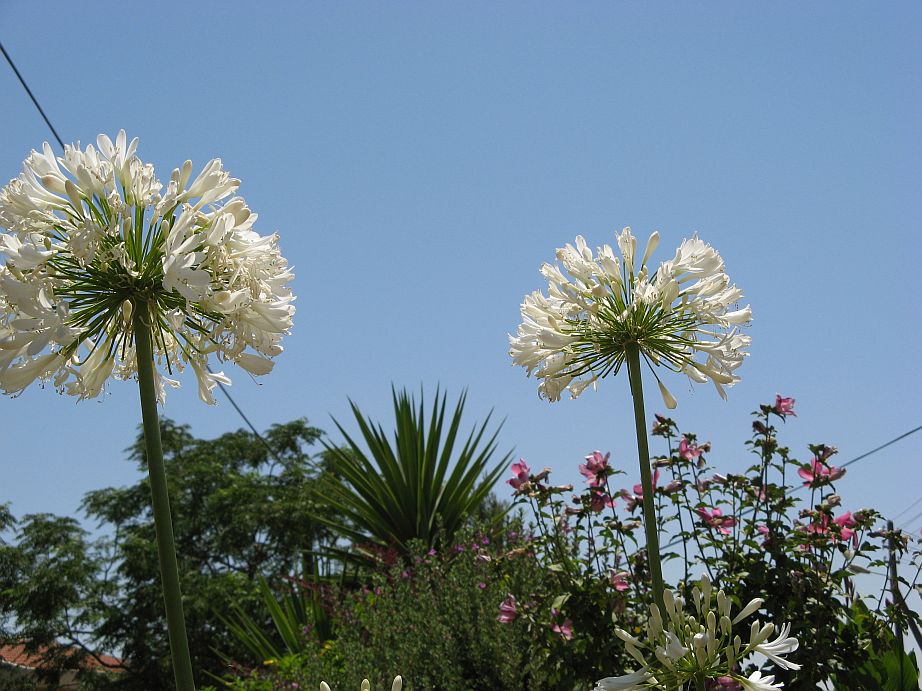 agapanthas